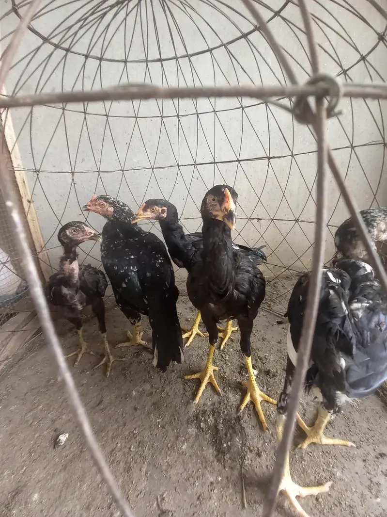 aseel chicks with background azadi deal — photo 6