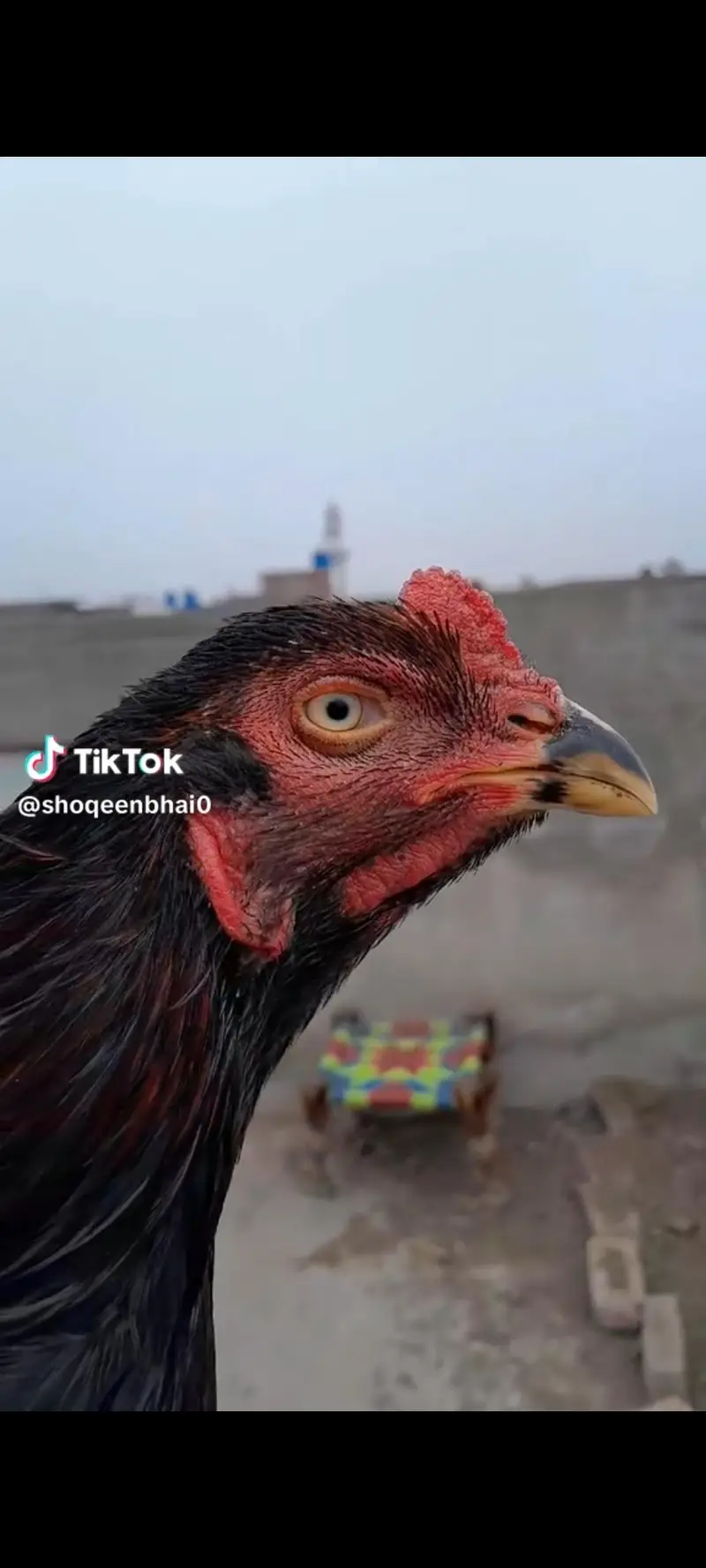 aseel chicks with background azadi deal — photo 10
