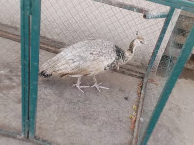 Peacock female For sale