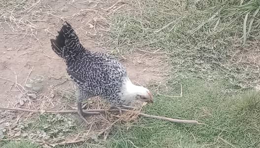 Egyptian fayoumi chicks available in Peshawar