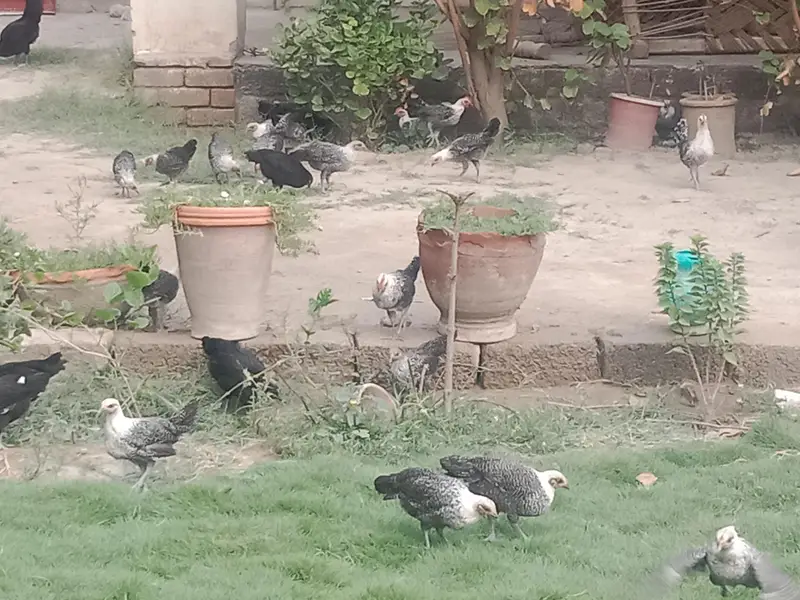 Egyptian fayoumi chicks available in Peshawar — photo 2