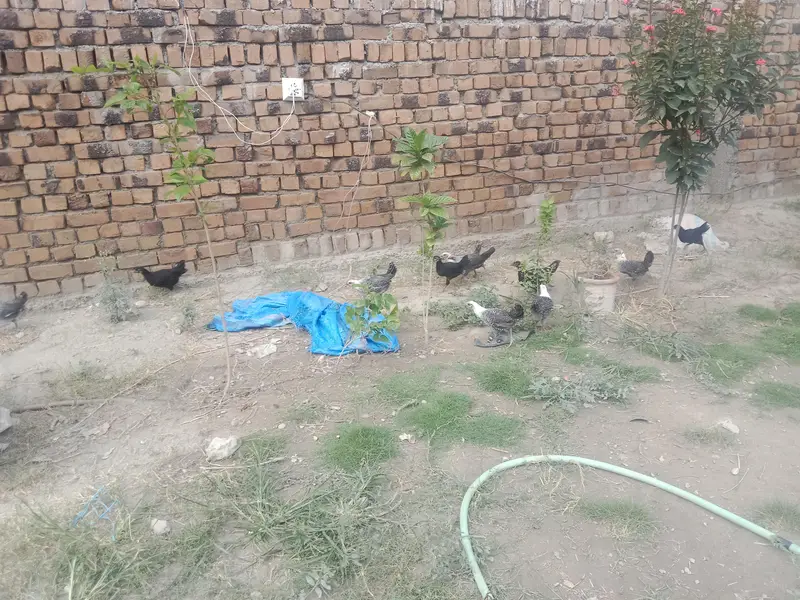 Egyptian fayoumi chicks available in Peshawar — photo 3