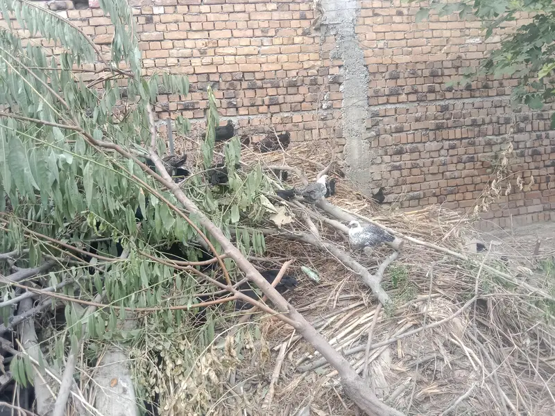 Egyptian fayoumi chicks available in Peshawar — photo 4