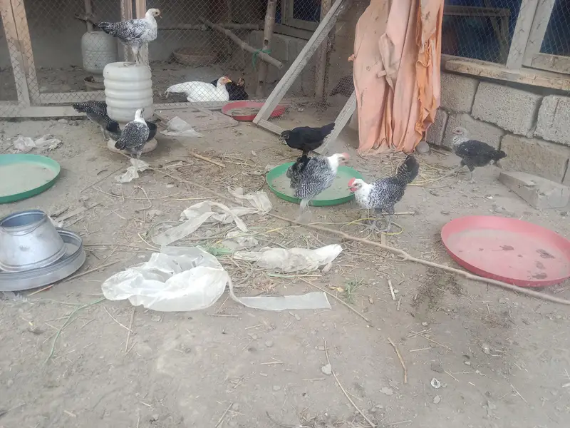 Egyptian fayoumi chicks available in Peshawar — photo 5