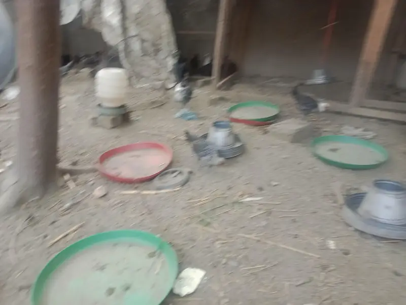 Egyptian fayoumi chicks available in Peshawar — photo 6
