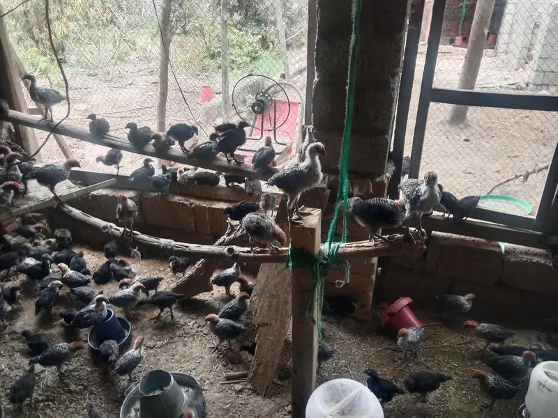 Egyptian fayoumi chicks available in Peshawar — photo 7