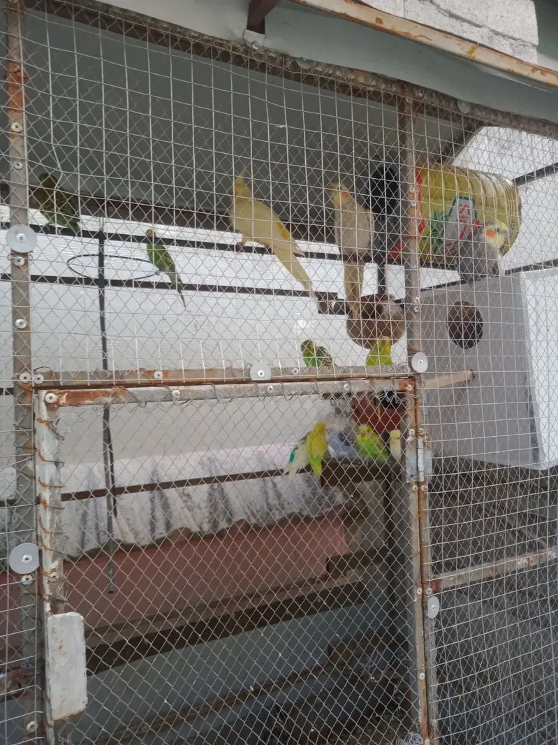 Birds for sale — photo 2