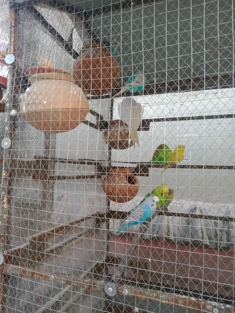 Birds for sale — photo 4
