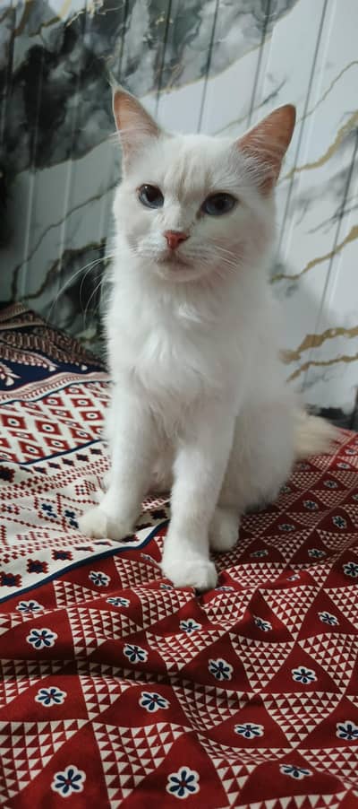 tripple coated white persian cat with blue eyes