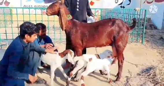 3 bacchon wali bakri for sale call+03228067847