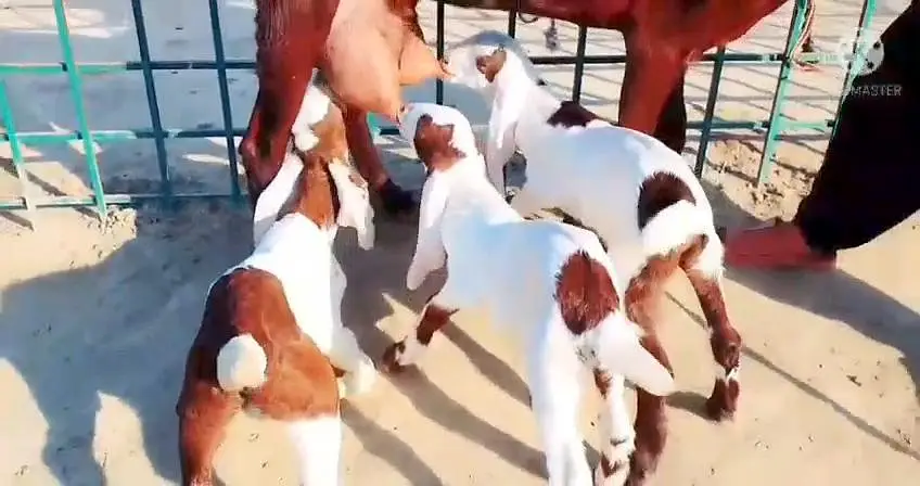 3 bacchon wali bakri for sale call+03228067847 — photo 2