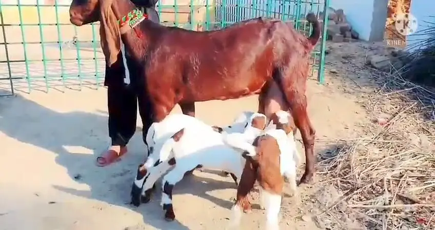 3 bacchon wali bakri for sale call+03228067847 — photo 3