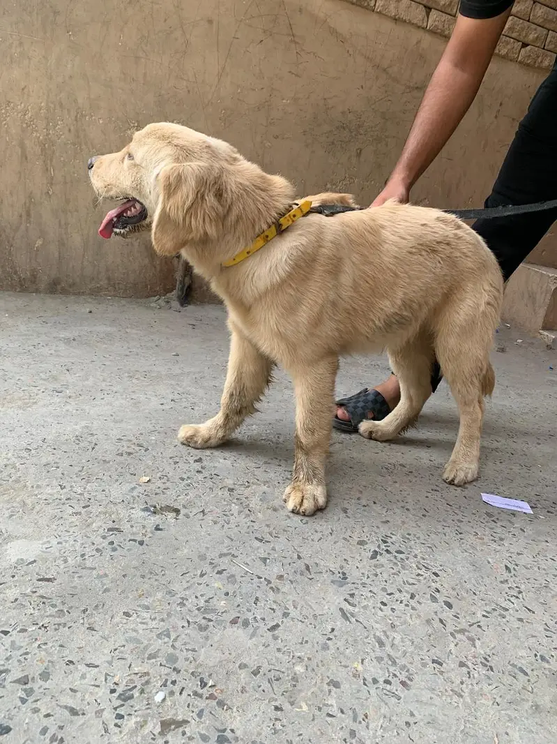 name: spike golden retriever 8 months non ped friendly dog — photo 3