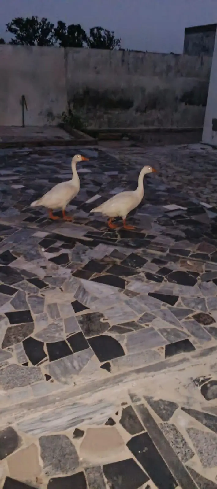ducks pair for sale