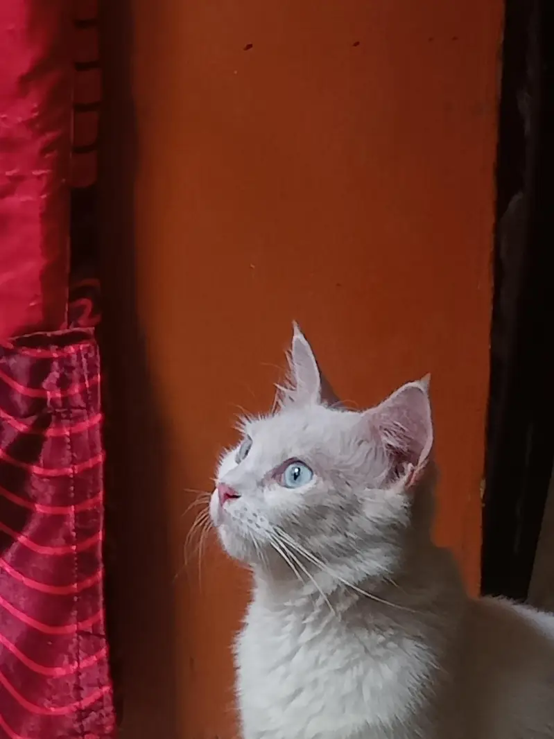 Cat for adoption — photo 2