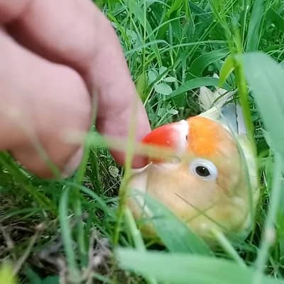 Love Bird  For sale 100% Hand Tame