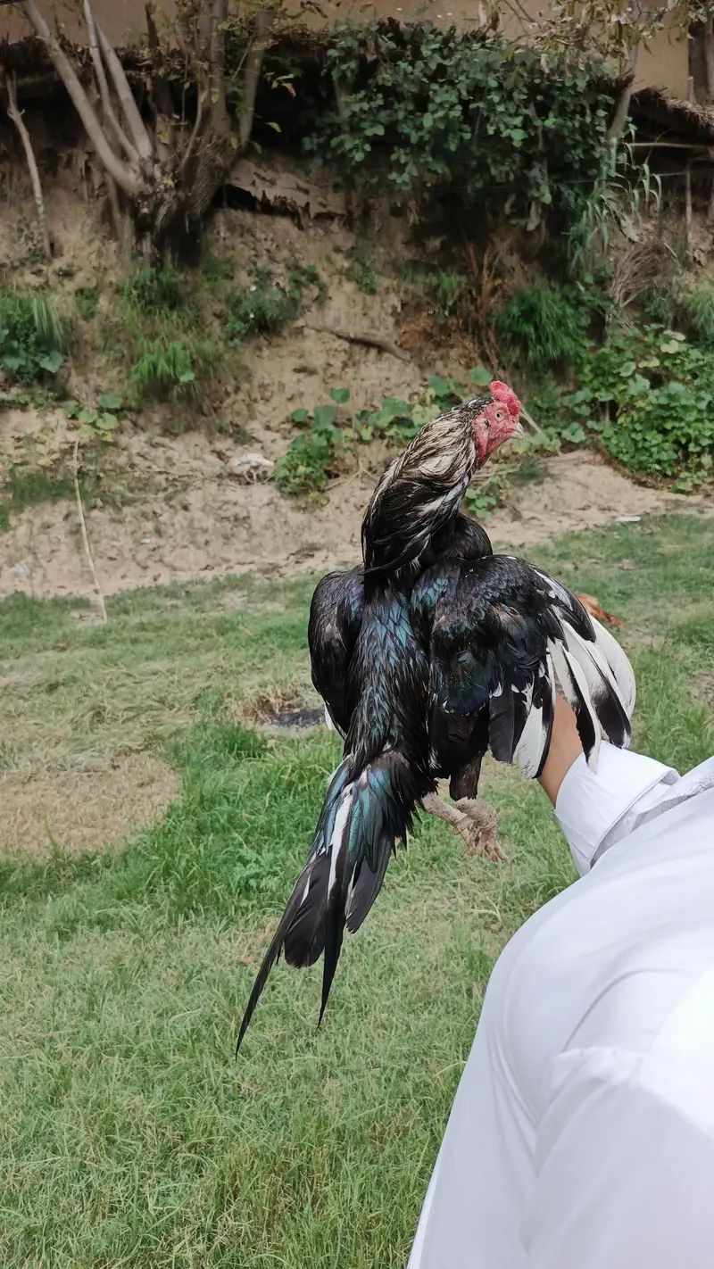 High quality Mushka lasani — photo 2