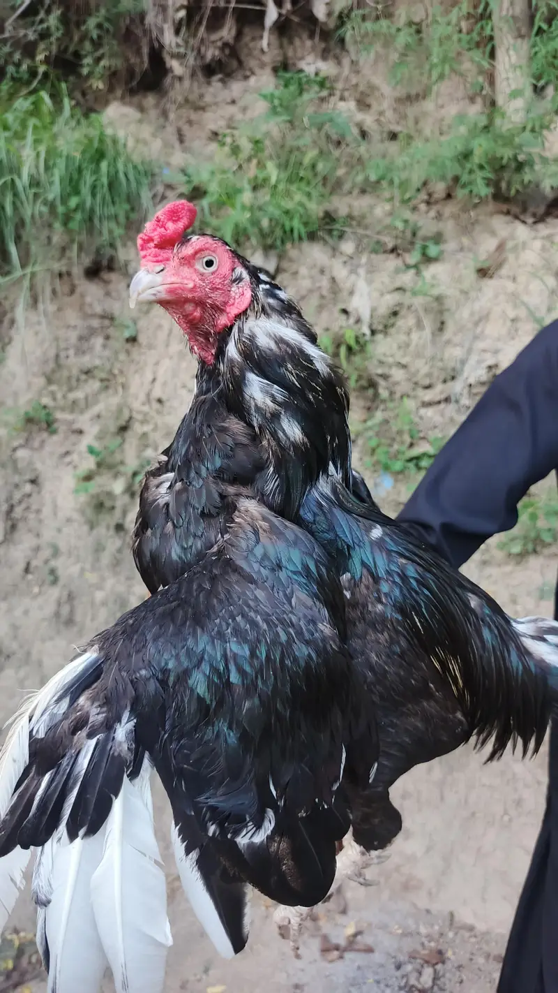 High quality Mushka lasani — photo 3