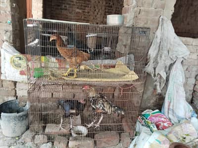 Black Loha Cages Khuuda - Cages