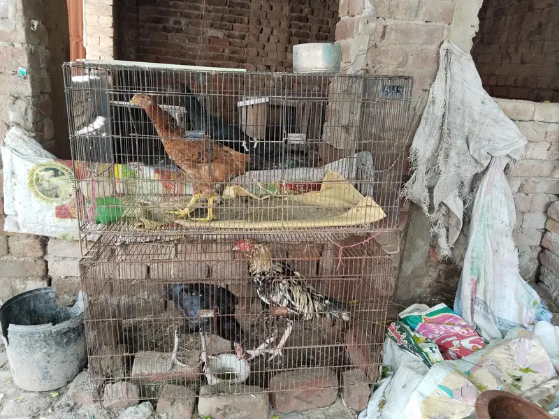 Black Loha Cages Khuuda - Cages — photo 2