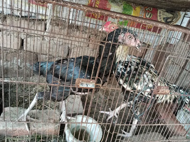 Black Loha Cages Khuuda - Cages — photo 3