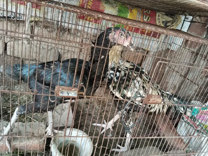 Black Loha Cages Khuuda - Cages — photo 4