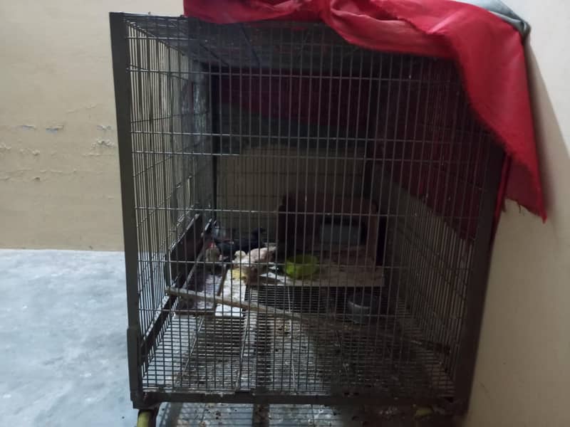 parrot cage 1