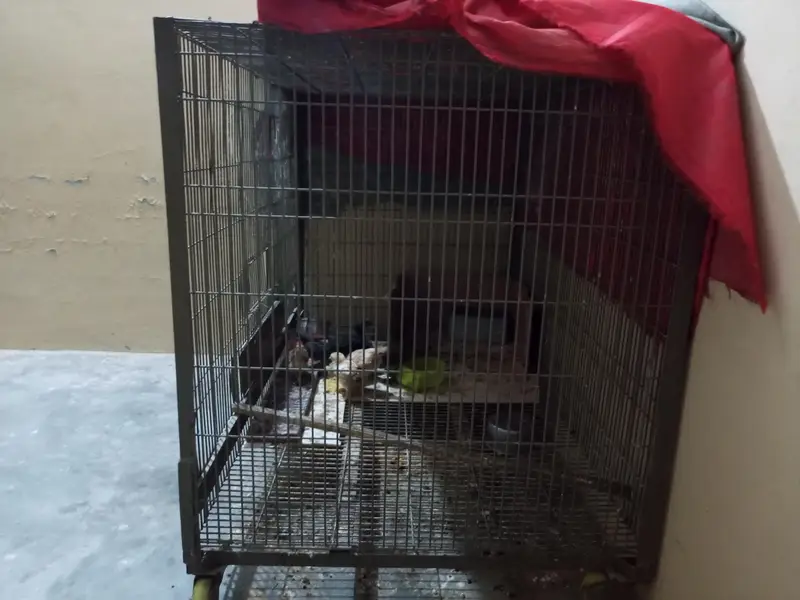 parrot cage — photo 2