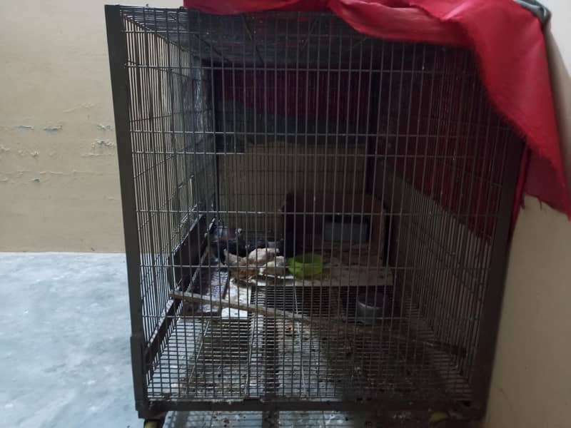 parrot cage 3
