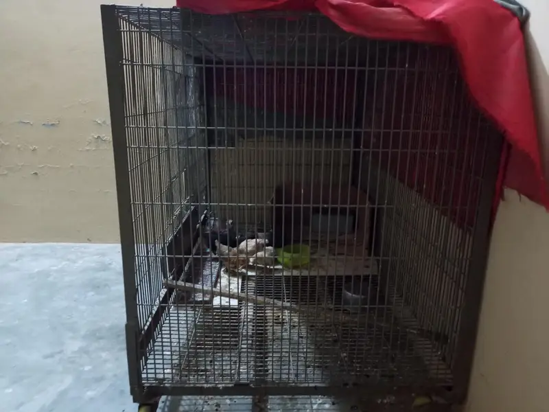 parrot cage — photo 4
