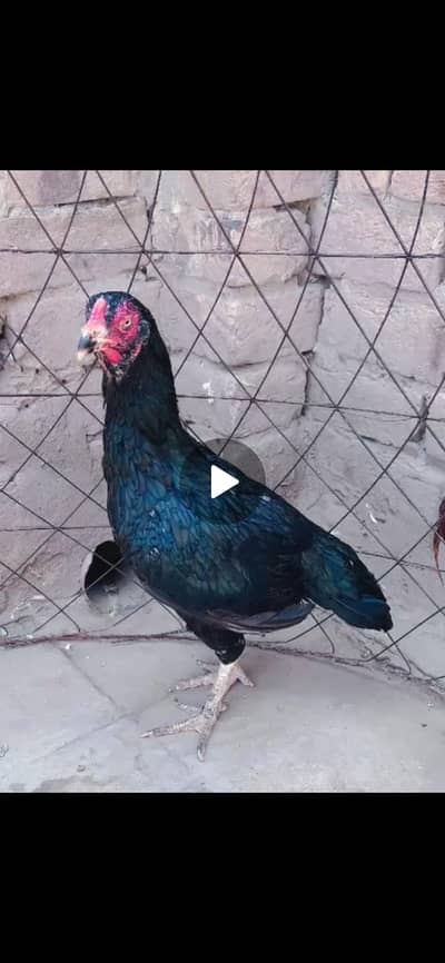 mushki lasani mazbot o size me famale