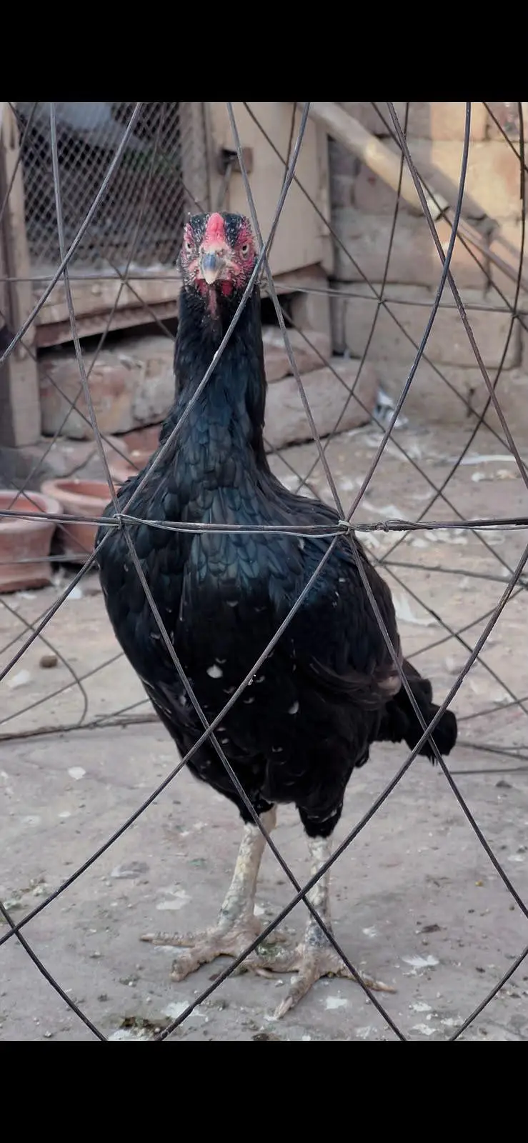 mushki lasani mazbot o size me famale — photo 2
