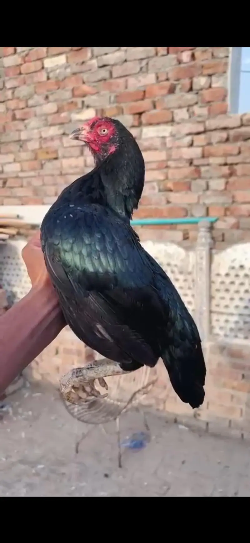 mushki lasani mazbot o size me famale — photo 4