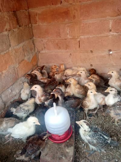 dasy chiks for sale