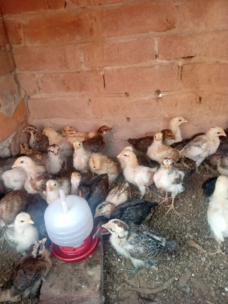 dasy chiks for sale — photo 2