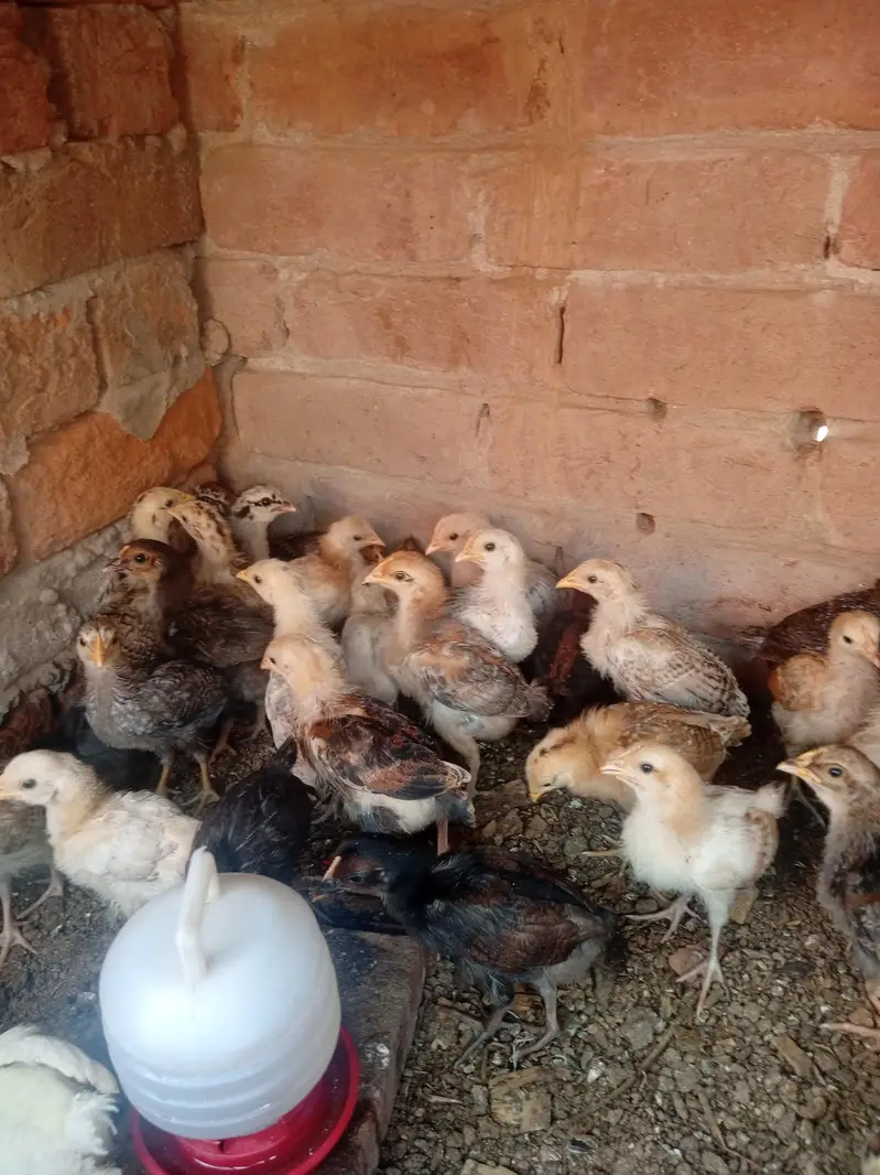 dasy chiks for sale — photo 4