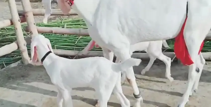 2 bacchon wali bakri for sale call me+03228067847 — photo 4