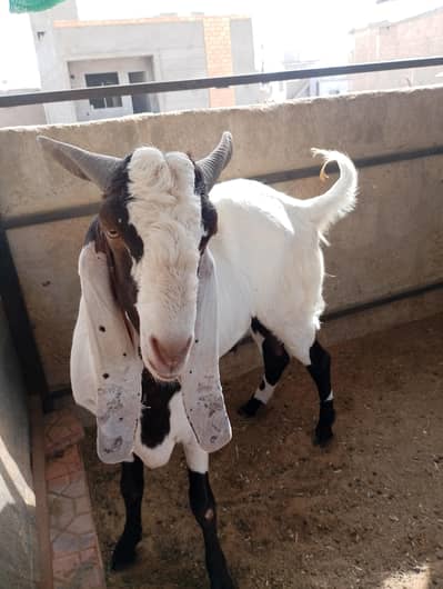 gulabi goat bakra