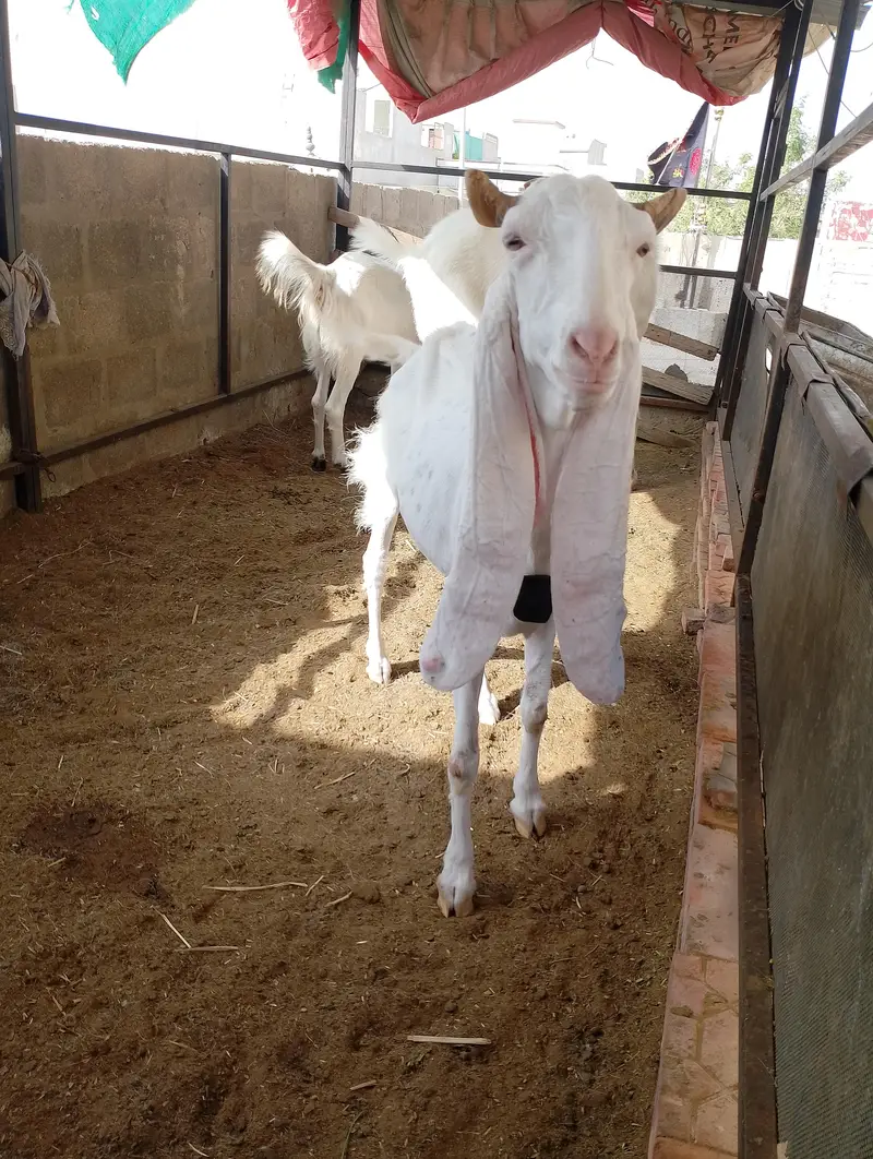 gulabi goat bakra — photo 2