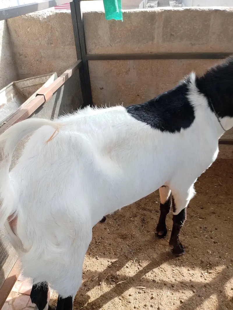 gulabi goat bakra — photo 3