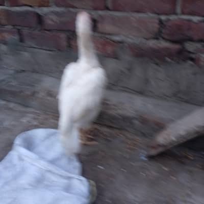 HEERA ASEEL MURGIA EGG LAYING FOR SALE