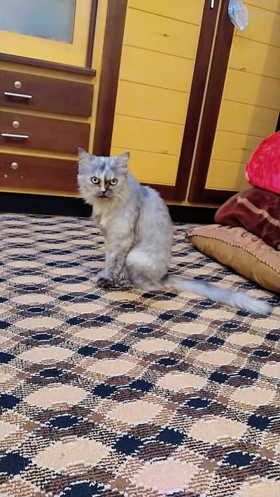 cat for sale