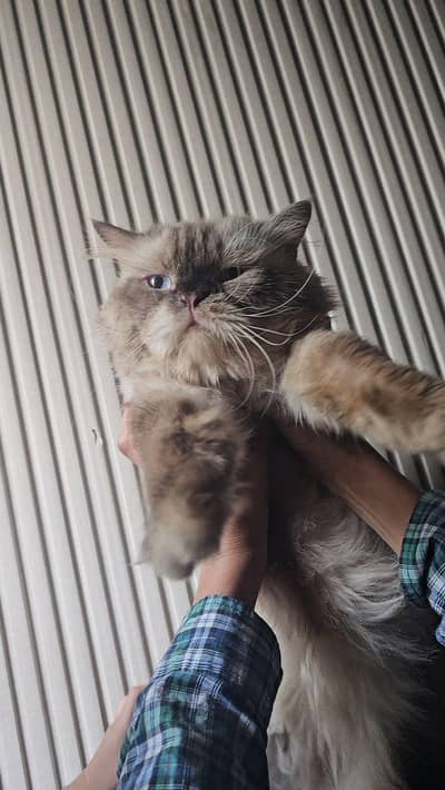 Himalyan Cat Male