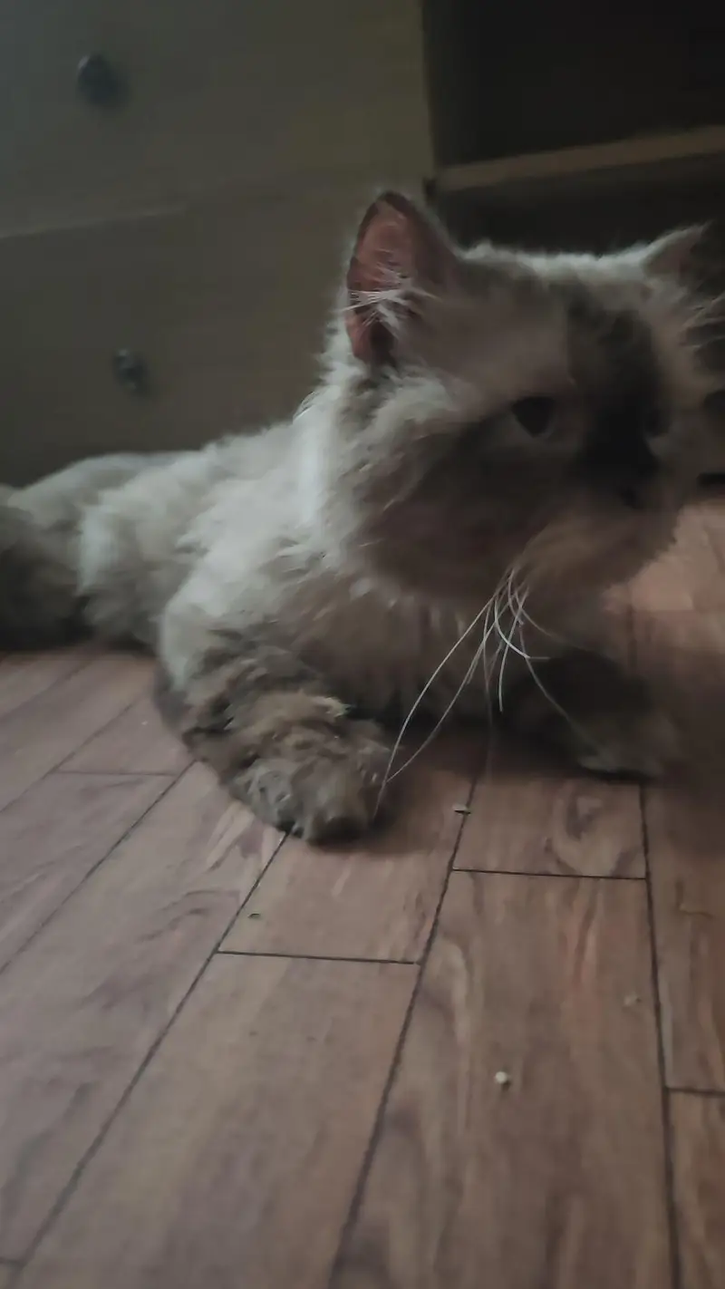 Himalyan Cat Male — photo 3