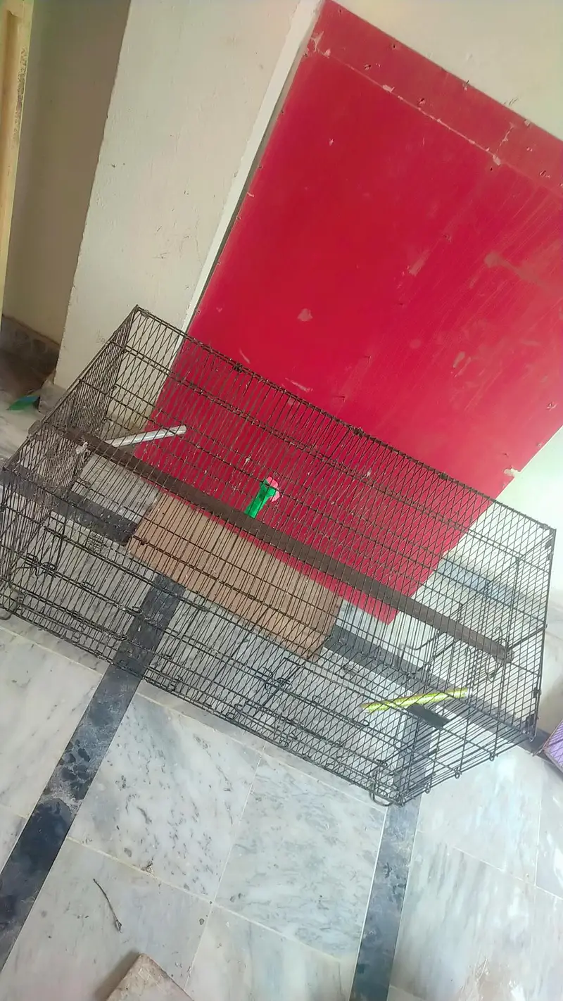Parrots cage — photo 3