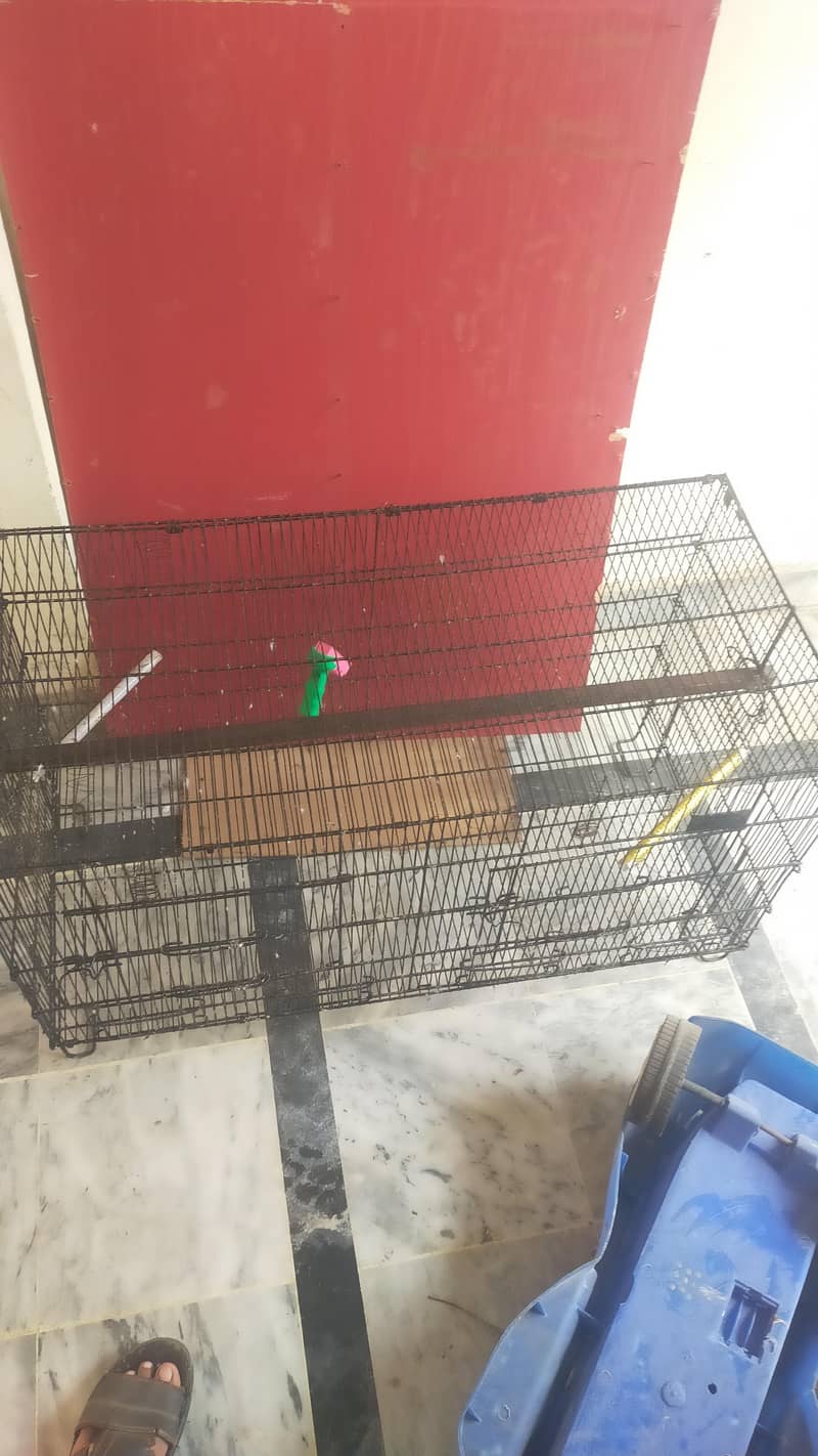 Parrots cage 7