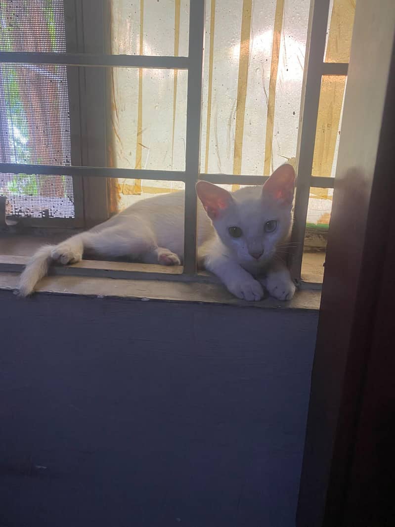 Persian cat 0