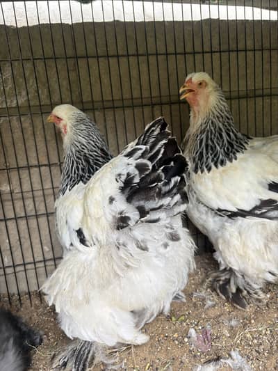 Light Brahma Females
