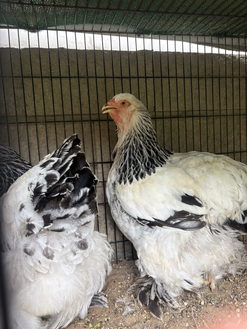 Light Brahma Females — photo 2