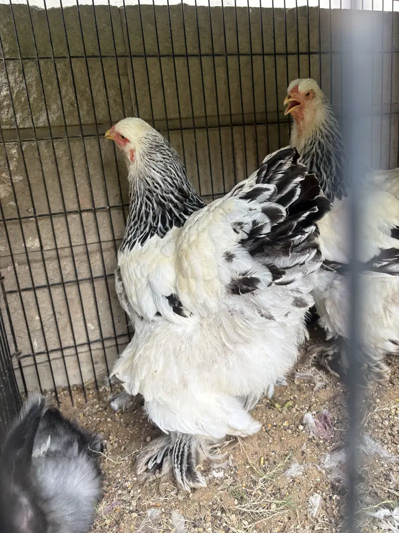 Light Brahma Females — photo 3
